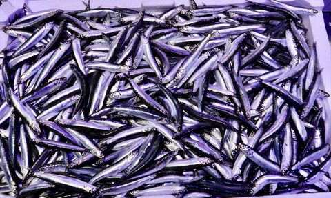 Trabzon'da Hamsi Bolluğu Devam Ediyor