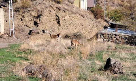 Yaban Keçileri Ormanağzı Köyü'nde Özgürce Yaşıyor