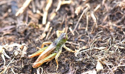 Yeni Bir Çekirge Cinsi Keşfedildi: Salmanihippus