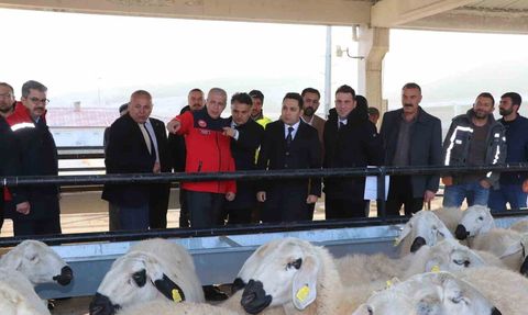 Yıldızeli'nde Koyun ve Koç Dağıtım Töreni Gerçekleşti