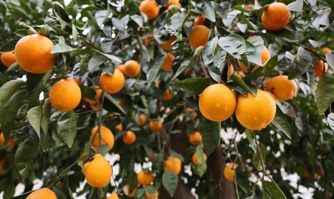 Adana'da Yağmur Çiftçileri Sevindirdi