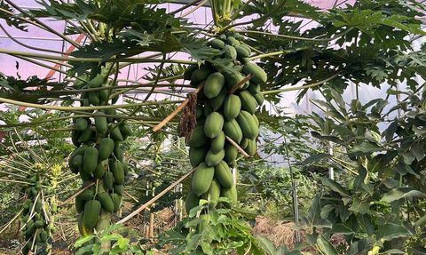 Alanya'nın Tropikal Meyve Üretimi Artıyor