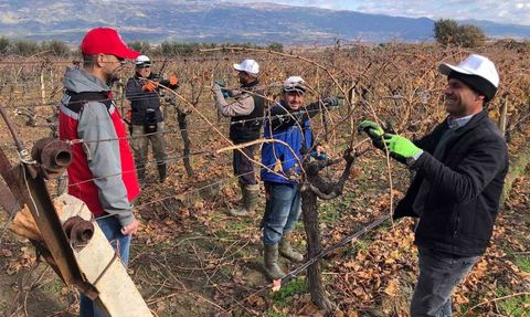 Bağ Budama Eğitimleri İle Verim Artışı