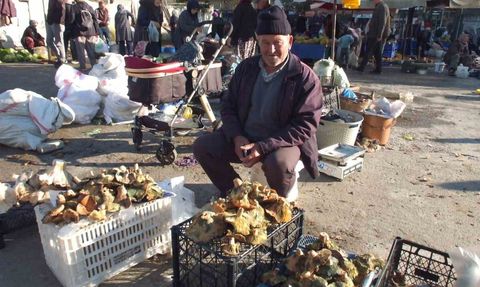 Balıkesir'de Yağmurlar Mantar Üretimini Artırdı