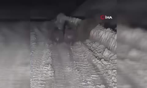 Çankırı'da Kış Uykusuna Yatamayan Ayılar Görüntülendi