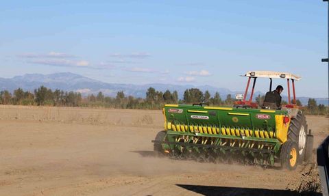 Çukurova'da Buğday Ekimi Hızla Devam Ediyor