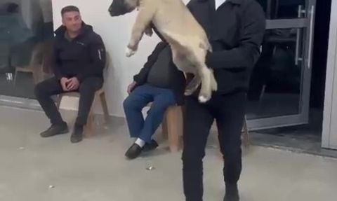 Denizli'de Düğün Hediyesi Şaşırttı: 100 Bin TL'lik Çoban Köpeği