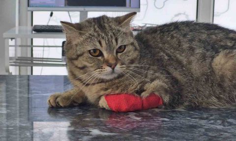 Düzce'den Kedi ve Köpek Maması İhracatı Rekoru