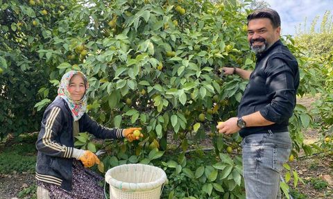 Erdemli'de Limon Hasadı Dönemi