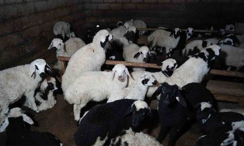 Erzincan'da Son Kuzular Üreticileri Sevindiriyor