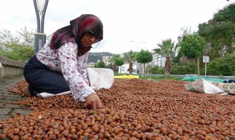 Giresun'da Fındık Fiyatları Düşüşte
