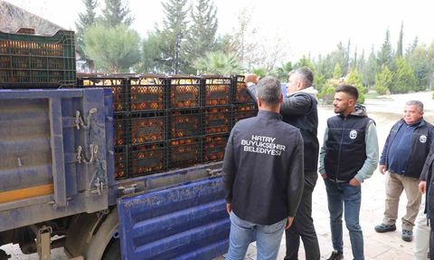 Hatay'da Mandalina Bereketi: 320 Ton Ürün Vatandaşlara Ücretsiz Dağıtıldı
