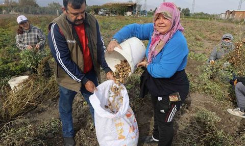 Hatay'da Yer Fıstığı Hasadı Başladı