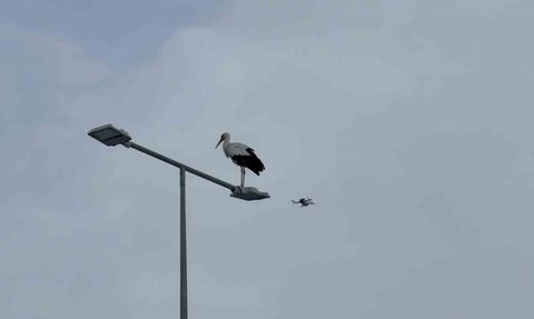 Karabük'ün İkonu Leylek Dronla Görüntülendi