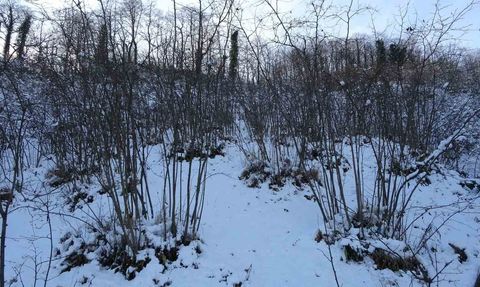 Karadeniz'deki Kar Yağışı Tarım Ürünlerine Olumlu Etki Sağladı