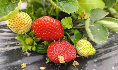 Köprübaşı'nda Kış Çileği Yüzde 200 Fiyatla Talep Görüyor