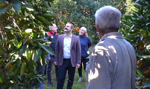 Köyceğiz Kaymakamı Mert Kumcu, Portakal Hasadına Katıldı