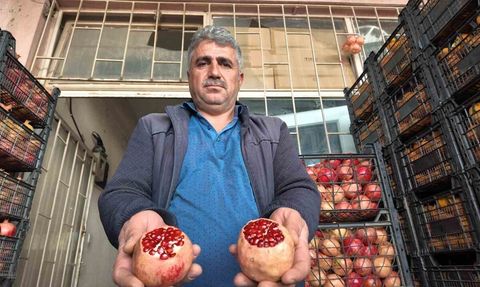 Kuraklık Siirt'in Zivzik Narında Verim Azalmasına Sebep Oldu
