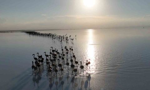 Kuraklık Tehditi: Tuz Gölü'ndeki Flamingoların Durumu