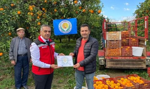 Kuyucak'ta Portakal Hasadı ve Üreticilere EKÜY Belgeleri