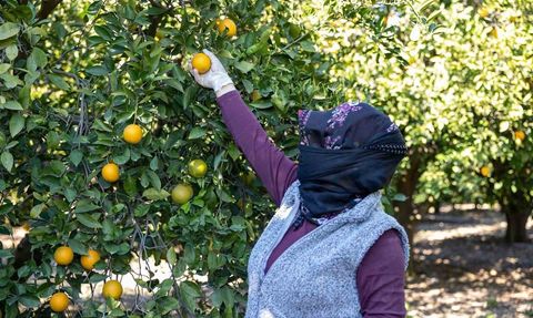 Mersin Kan Portakalı AB Tescili İçin Çalışmalara Başladı