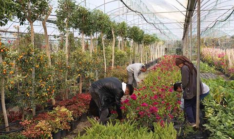 Muğla'nın Beyobası'nda Süs Bitkisi Projesi İle Yerel Kalkınma