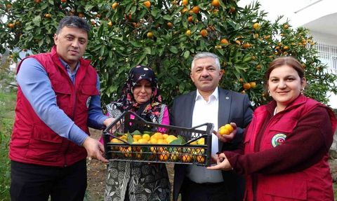 Ordu'da Narenciye Hasadı Başladı