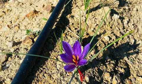 Osmaniye'de Safran Üretimi Yükseliyor