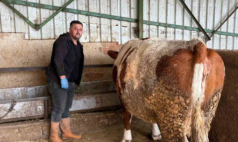 Şap Hastalığı Hayvancılığı Vuruyor