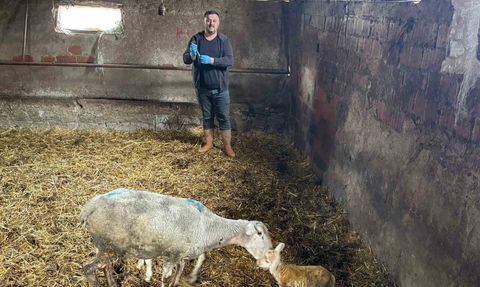 Şap Hastalığı Üreticileri Vuruyor, Destek İhtiyacı Artıyor