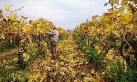 Sarıgöl’de Budama Çalışmaları Devam Ediyor