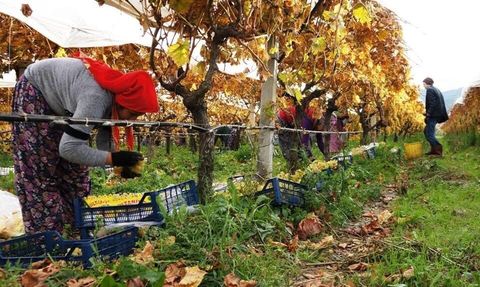 Sarıgöl'de Üzüm Hasadı Tamamlanıyor