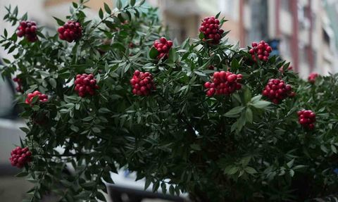 Sevimli Sokak Köpeği Kokina Buketini Çaldı