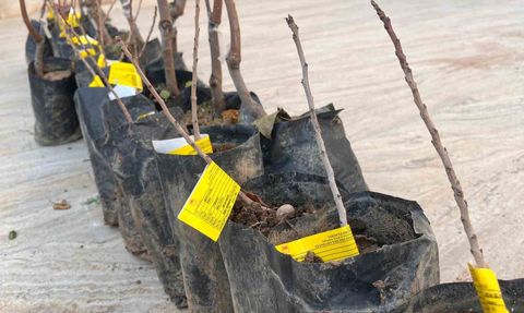 Siirt'te Çiftçilere Fidan Dağıtımı Yapıldı