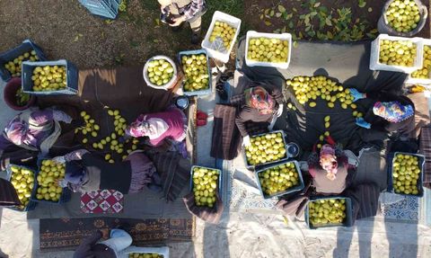 Tarım Ürünleri Üretici Fiyat Endeksi Açıklandı