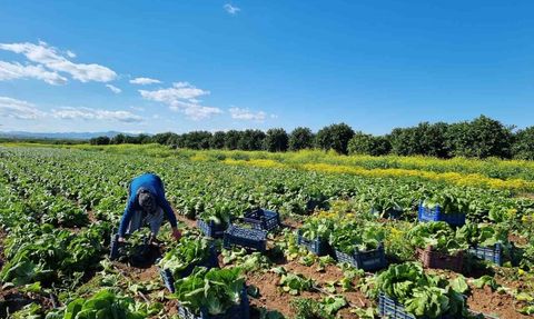 Tarım Ürünleri Üretici Fiyatlarında Düşüş ve Yükseliş