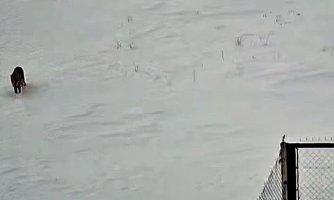 Tatvan'da Kurt Görüntülendi