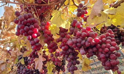 Yeni Yıl Sofralarının Tazeliği: Sultaniye ve Red Globe Üzümleri