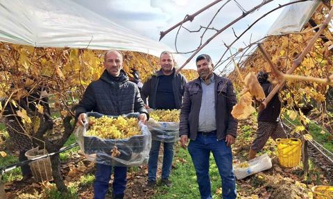 Yeni Yıl Sofralarının Vazgeçilmezi: Sarıgöl Üzümleri