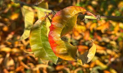 Yorgun Meyve Ağaçları Sonbahar Renklerine Büründü