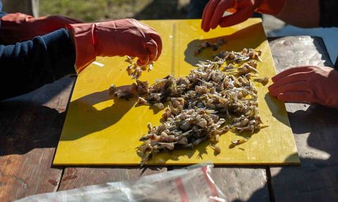 Adana'da Balon Balığı Avcılığı Artıyor