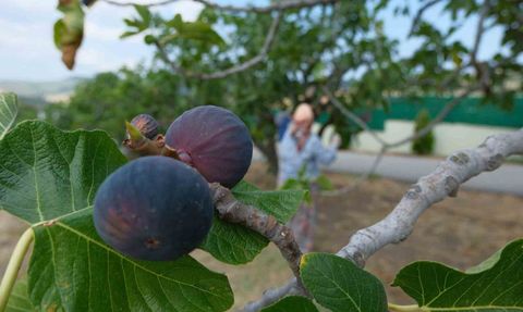 Bursa'nın İnciri Dünyaya Açılıyor