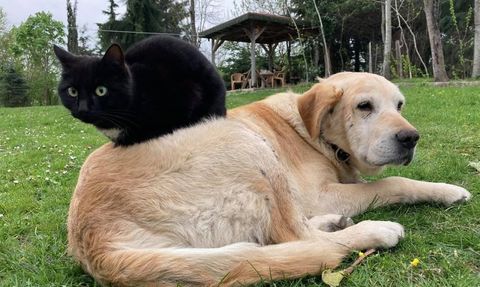 Düzce'den Kedi ve Köpek Maması İhracatı
