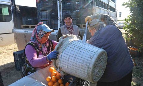 Kozan Portakalında Hasat Zamanı: Kilosu 10 TL