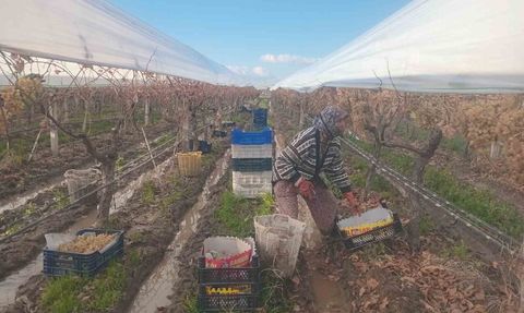 Sarıgöl'de Üzüm Hasadı Devam Ediyor