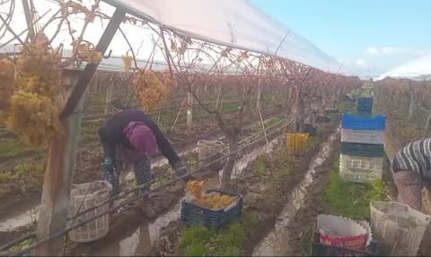 Sarıgöl'de Üzüm Hasadı Sona Yaklaşıyor