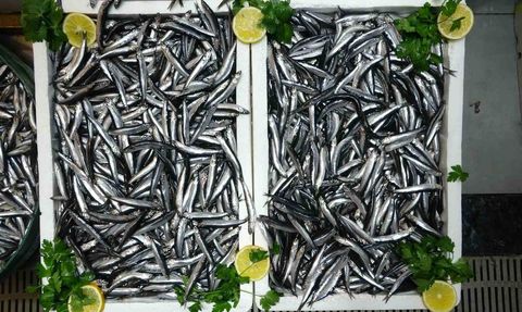 Türkiye'nin Hamsi İhracatında Avrupa'nın Rolü