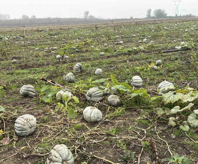 Düzce'de Coğrafi İşaretli Kestane Kabağı Hasadı Başladı