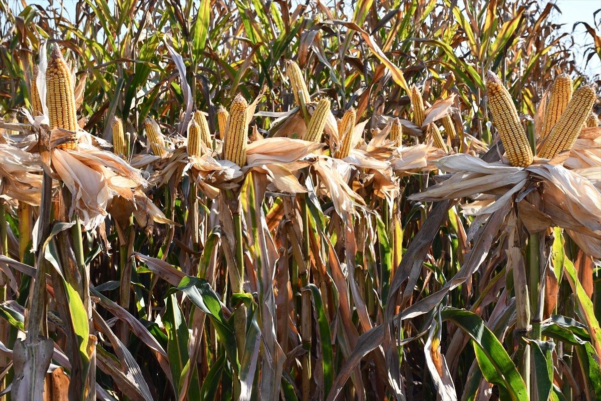 Adana'da kale cinsi mısırın tanıtılması ve ekiminin yaygınlaştırması amacıyla hayata geçirilen...