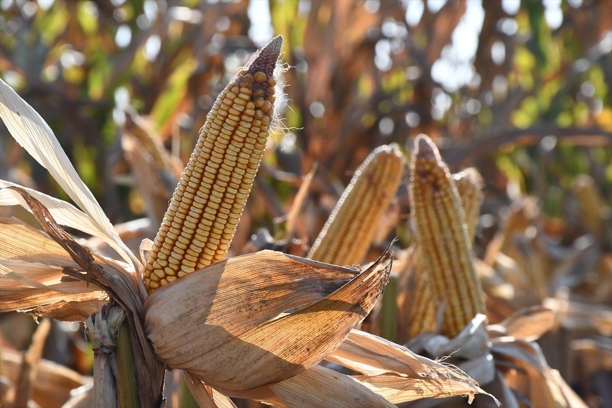 Adana'da kale cinsi mısırın tanıtılması ve ekiminin yaygınlaştırması amacıyla hayata geçirilen...